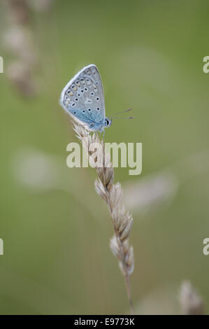 Blue (Polyommatus icarus commun), Allemagne Banque D'Images