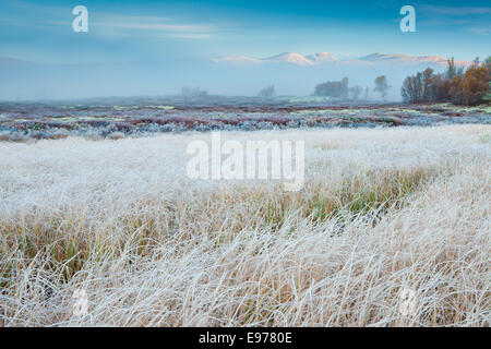 Frosty matin d'automne à Fokstumyra réserve naturelle en Dovre kommune, Oppland fylke, la Norvège. Banque D'Images