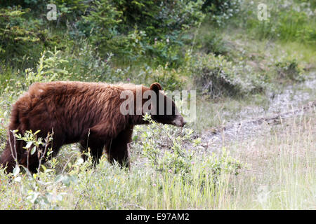 L'ours noir américain Banque D'Images