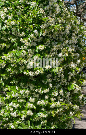 La floraison du jasmin, Jasminum officinale, dans un jardin méditerranéen sur la baie de Naples près de Sorrento en mai Banque D'Images