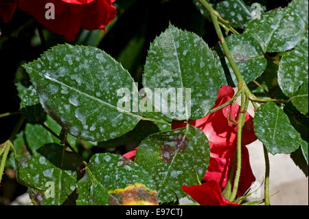 Dépôt de pulvérisation sur les feuilles d'escalade rouge roses dans un jardin sur la baie de Naples, Italie Banque D'Images