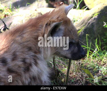 Chouette africaine ou rire hyène dans close-up Banque D'Images