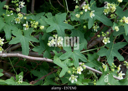 Bryone blanche ou rouge, Bryonia dioica, une escalade vigoureuse plante sauvage en fleur sur et vieux Leylandii hedge Banque D'Images