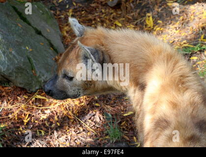 L'Afrique de l'âge mûr ou rire tachetée hyène dans close-up Banque D'Images