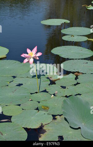 Fleur de Lotus et de feuilles avec coin de grenouilles dans l'étang Banque D'Images