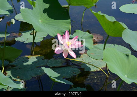 Grande fleur de lotus rose centrée contre les feuilles dans l'étang Banque D'Images