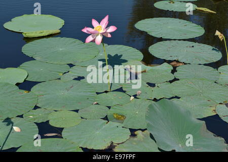 Fleur de Lotus et de feuilles avec coin de grenouilles dans l'étang Banque D'Images