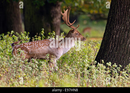 Daims Cervus dama buck en rut d'automne à Holkham Norfolk Banque D'Images