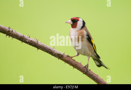 Chardonneret élégant (Carduelis carduelis) perché sur un rameau de ronce épineuse Banque D'Images