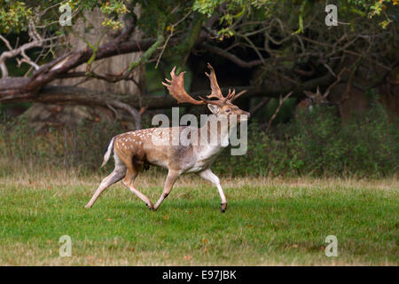 Daims Cervus dama buck en rut d'automne à Holkham Norfolk Banque D'Images