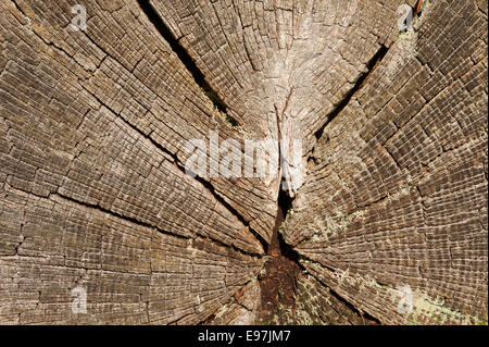 Chestnut altérés de souche arbre mort desséchée et forme à travers les rayons médullaires fissuré et bagues annuelles utilisées dans grain datant Banque D'Images