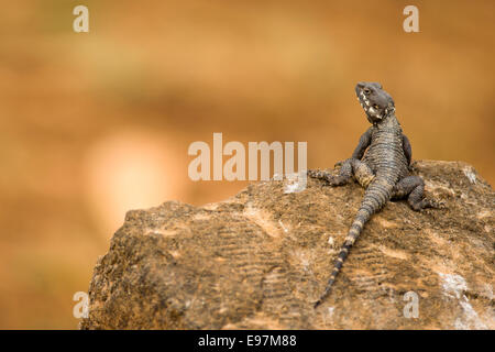 (Stellagama Stellagama stellio) AKA stellion, hardim, hardun, star, lézard étoilé peint dragon, élingue, Agama agama à queue et Banque D'Images