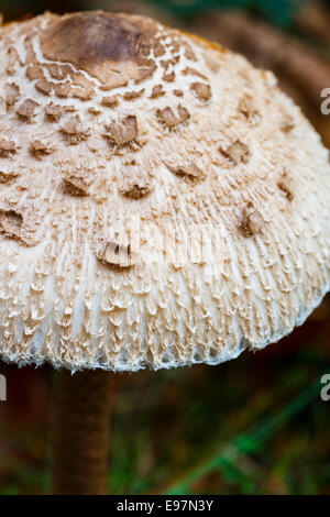 Coulemelle (Macrolepiota procera). Le Parc Naturel de Gorbeia. Gascogne, Pays Basque, Espagne, Europe. Banque D'Images