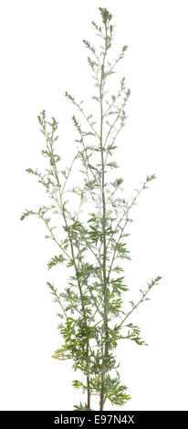 Frais vert absinthe (Artemisia absinthium) on white Banque D'Images