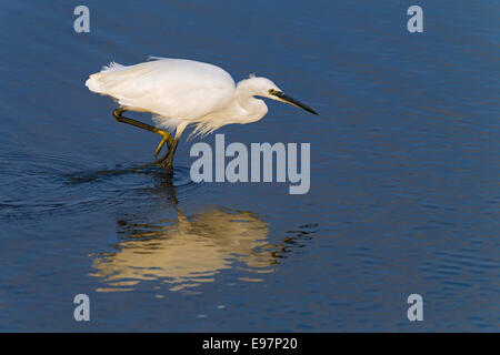 Little Egret Egretta garzetta sur la côte nord du Norfolk au Royaume-Uni Banque D'Images