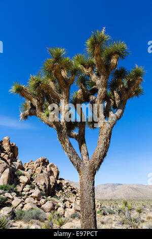 Joshua Tree (Yucca brevifolia) le long de Park Avenue dans Joshua Tree National Park, San Bernadino County, Californie, USA Banque D'Images