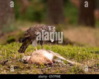 L'Autour des palombes [Accipter Gentilis] dans un environnement boisé sur l'alimentation d'un lapin sauvage. Banque D'Images