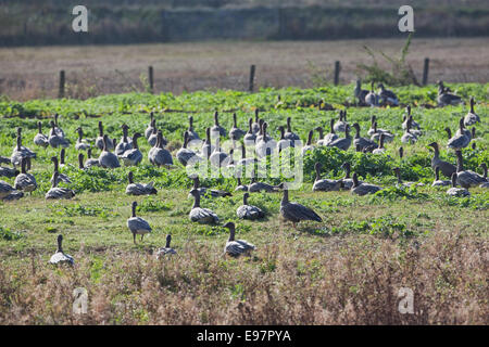 Les Oies à bec court (Anser brachyrhynchus). 'L'herbe plus verte de plus près côté de la clôture". La végétation est une indication une meilleure alimentation. Banque D'Images