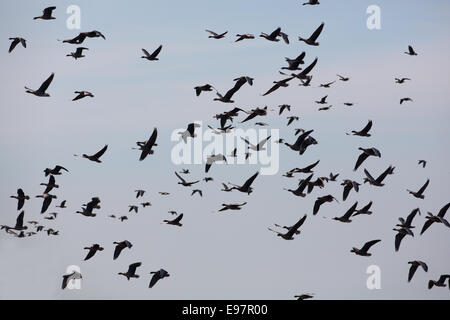 Les Oies à bec court (Anser brachyrhynchus). En écheveaux, près de silhouette, vol soutenu. Lumière du soir. Martin simple. WWT Banque D'Images