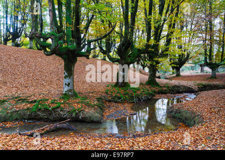 Otzarreta. Beechwood Le Parc Naturel de Gorbeia. Gascogne, Pays Basque, Espagne, Europe. Banque D'Images