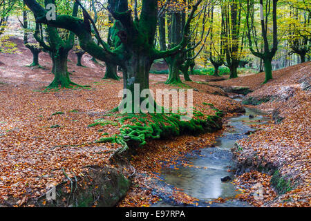 Otzarreta. Beechwood Le Parc Naturel de Gorbeia. Gascogne, Pays Basque, Espagne, Europe. Banque D'Images