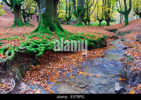 Otzarreta. Beechwood Le Parc Naturel de Gorbeia. Gascogne, Pays Basque, Espagne, Europe. Banque D'Images