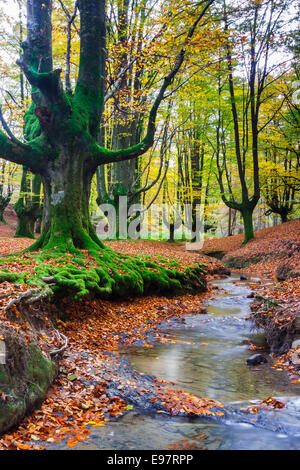 Otzarreta. Beechwood Le Parc Naturel de Gorbeia. Gascogne, Pays Basque, Espagne, Europe. Banque D'Images