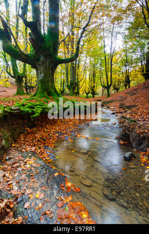 Otzarreta. Beechwood Le Parc Naturel de Gorbeia. Gascogne, Pays Basque, Espagne, Europe. Banque D'Images