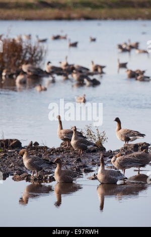 Les Oies à bec court (Anser brachyrhynchus). Le repos ou le repos sur et autour d'une piscine d'eau douce. Groupe familial en premier plan. Banque D'Images