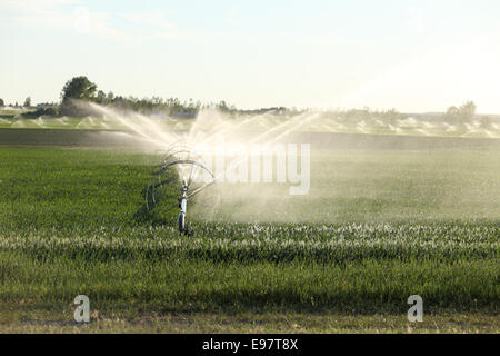 Des terres agricoles irriguées par un système de gicleurs ligne de roue. Banque D'Images