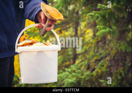 Man main tenant un seau de champignons cueillis frais aliments biologiques de vie sain nature forêt on background Banque D'Images