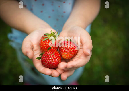 Little girl holding fraises dans ses mains, close-up Banque D'Images