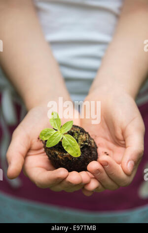 Petite fille, jardinage holding seedling in hands Banque D'Images