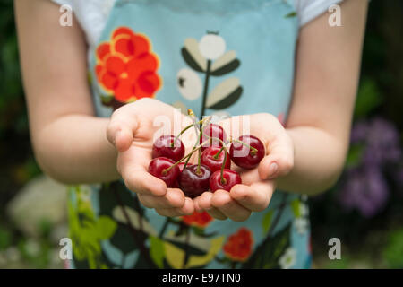 Girl holding les cerises dans ses mains Banque D'Images