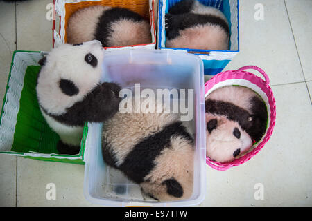 Pandas bébé assis dans un panier qu'ils sont déplacés d'un bâtiment au centre d'élevage de Bifengxia panda Panda Base à Ya'an, SIC Banque D'Images