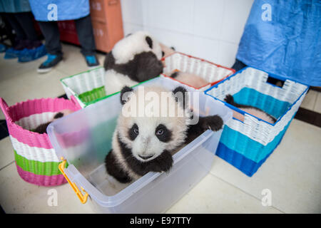 Pandas bébé assis dans un panier qu'ils sont déplacés d'un bâtiment au centre d'élevage de Bifengxia panda Panda Base à Ya'an, SIC Banque D'Images