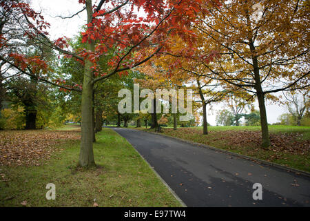 Belfast Irlande du 20 octobre 2014. Avec l'automne sur nous, les feuilles dans le parc de Malone House, Belfast Changer couleur Banque D'Images