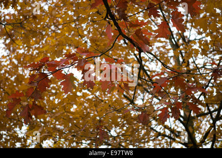 Belfast Irlande du 20 octobre 2014. Avec l'automne sur nous, les feuilles dans le parc de Malone House, Belfast Changer couleur Banque D'Images