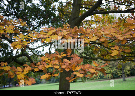 Belfast Irlande du 20 octobre 2014. Avec l'automne sur nous, les feuilles dans le parc de Malone House, Belfast Changer couleur Banque D'Images