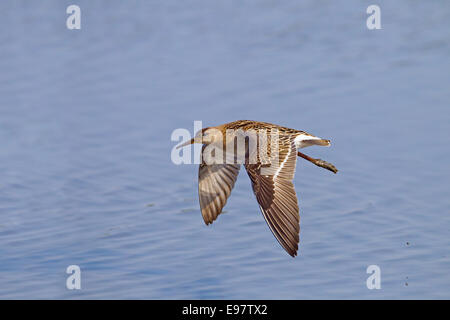 Ruff Philomachus pugnax en vol Banque D'Images