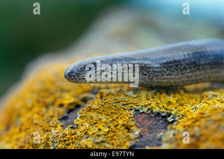 Ver lent Anguis fragilis sur couverts de lichen rock Banque D'Images