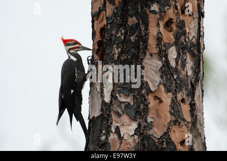 Grand pic accroché à un arbre - Hylatomus pileatus Banque D'Images