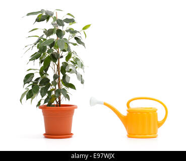 Ficus benjamina fleurs en pot et jaune peut saupoudrer Banque D'Images