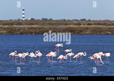 Flamant rose (Phoenicopterus roseus) plusieurs adultes marcher dans l'eau peu profonde, Camargue, France avec phare en arrière-plan Banque D'Images