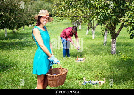 Jeune couple la récolte des prunes dans Orchard Banque D'Images