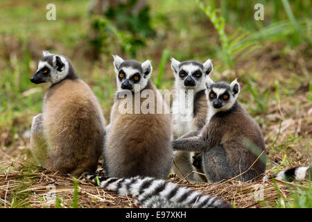 Ring-tailed lémuriens paddycake,Vakôna Forest Lodge, Andasibe, Madagascar Banque D'Images