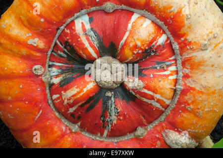 Courge Turban genre Cucurbita fruits mûrs en automne Banque D'Images