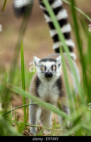 Ring-tailed lémuriens paddycake,Vakôna Forest Lodge, Andasibe, Madagascar Banque D'Images