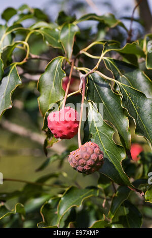 Cornus kousa 'Greensleeves' fruit en automne. Banque D'Images