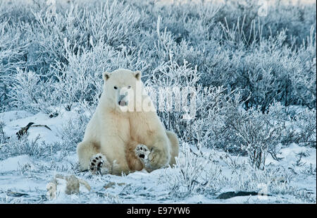 L'ours blanc, Ursus maritimus, assis parmi les wiilows dans le gel, près de Hudson Bay, Cape Churchill, Manitoba, Canada Banque D'Images